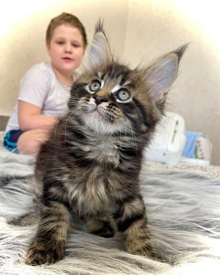Happy Maine Coon Family